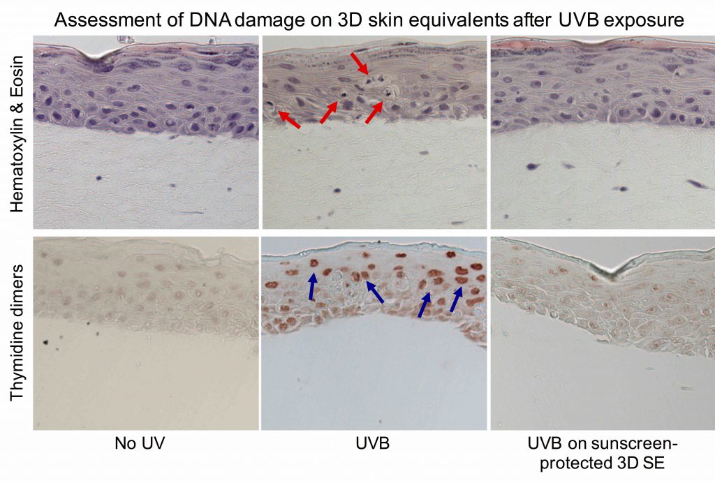 H&E+Thymidine Dimers on 3D SE