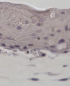 Human oral mucosa 3D skin equivalent